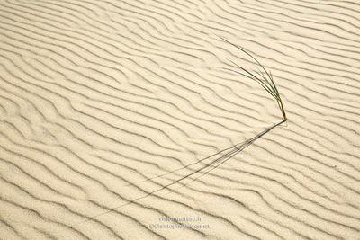 Cliquer pour agrandir la photo Graphisme dans les dunes