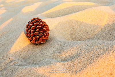 Cliquer pour agrandir la photo Pomme de pin dans les dunes