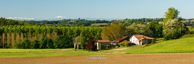 Cliquer pour agrandir la photo Paysages de Chalosse avec le pic d'Orhy