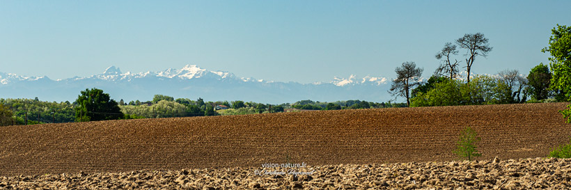 Cliquer pour agrandir la photo Paysage de Chalosse avec les Pyrénées