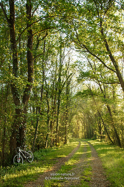 Cliquer pour agrandir la photo Paysage de Chalosse avec la voie verte