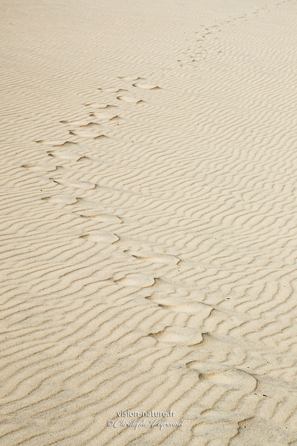 Graphisme dans les dunes