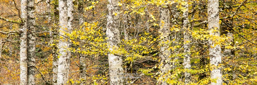 La grande hetraie à l'automne
