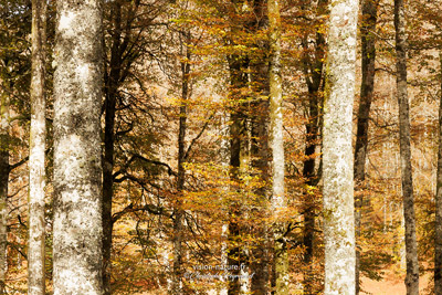 La grande hetraie à l'automne