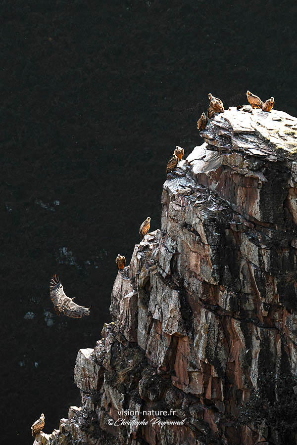 Vautours au Pays Basque