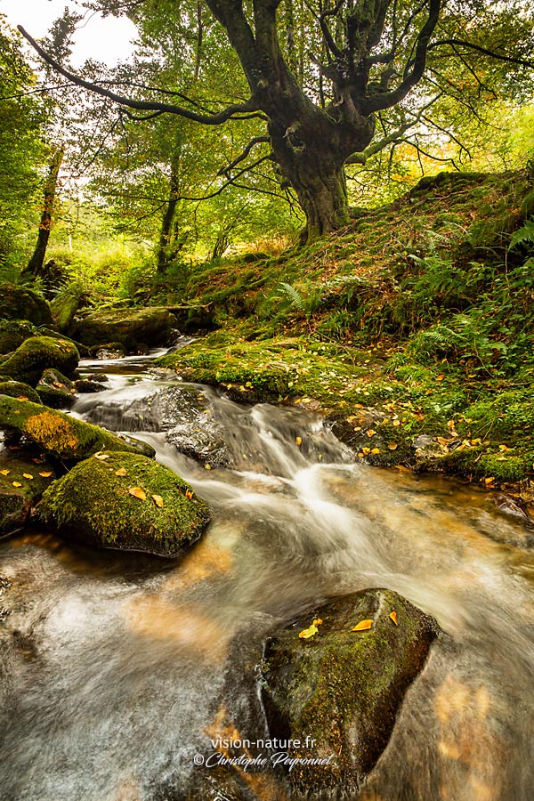 Ruisseau Pays Basque - Au pays des fées