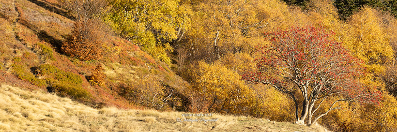 Vallée d'Ossau à l'automne