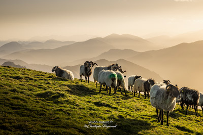 Cliquer pour agrandir la photo Brebis aur les hauteurs du pays basque