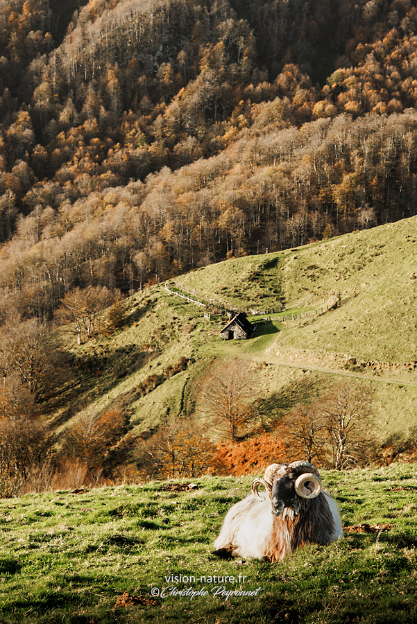 Cliquer pour agrandir la photo Brebis aur les hauteurs du pays basque