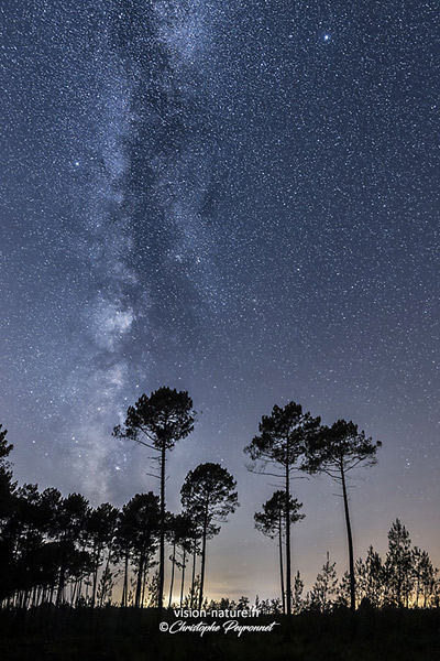Voie lactée en forêt landaise