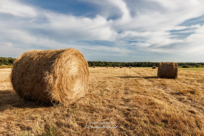 Les prés fauchés des barthes de l'Adour
