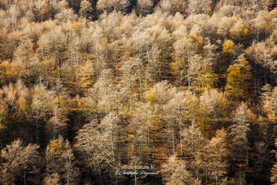 La grande hetraie à l'automne