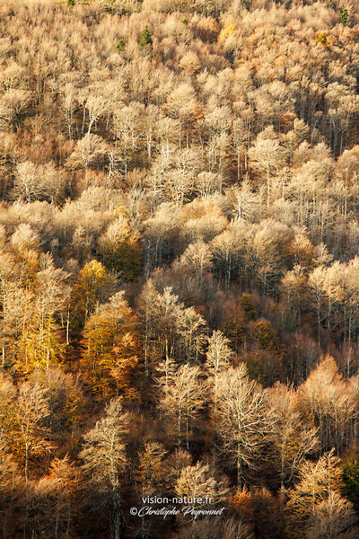 La grande hetraie à l'automne
