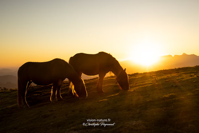 Pottok du Pays Basque
