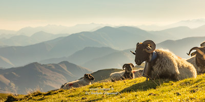 Brebis sur les hauteurs basques