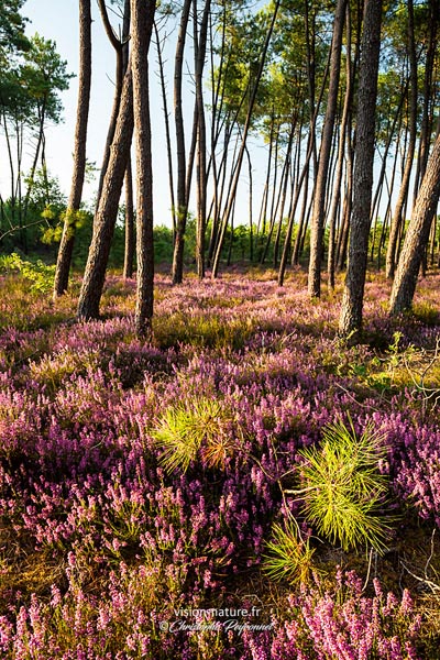 Foret landaise inondée de bruyère
