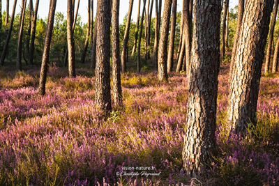Foret landaise inondée de bruyère