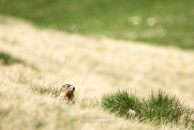 Marmottes
