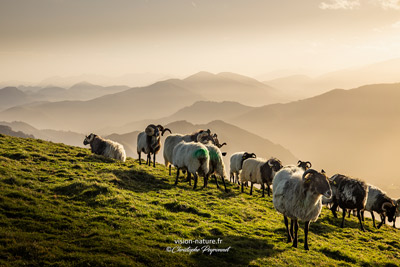 Brebis aur les hauteurs du pays basque