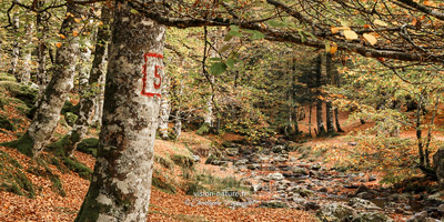 Forêt de hêtres à l'automne dans le Pays basque