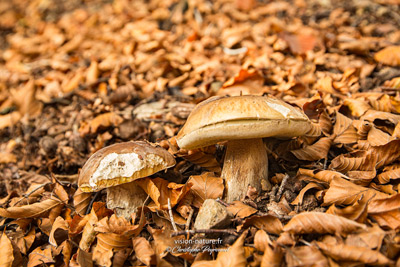Les cèpes, un champignon très présent dans les forêts du Pay